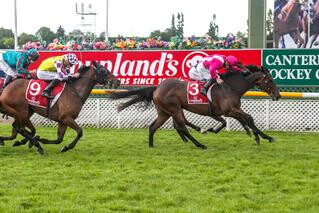 True Enough (NZ), winner of Leg 1 in the NZB Insurance Weight for Age Triple Crown. 